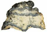 Mammoth Molar Slice with Case - South Carolina #207578-1